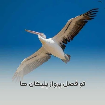 کاور آهنگ تو فصل پرواز پلیکان ها