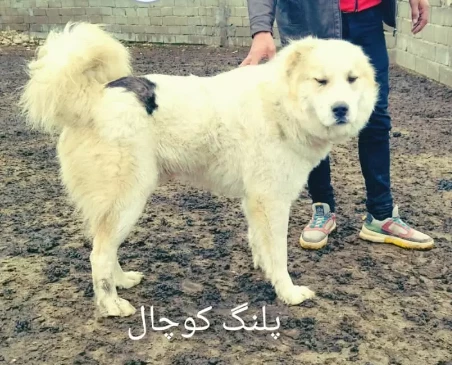 سنگسری