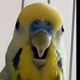 budgie